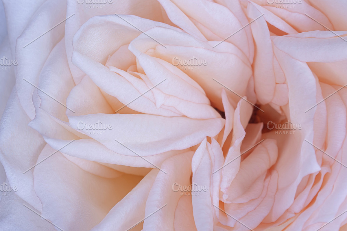 Princess Maya Rose, a Nature Photo by M.Pellot Photography (Photo 2 of 2)