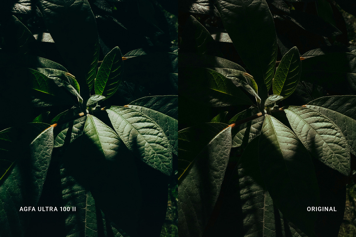 Agfa Ultra 100 II, a Preset Add-On by colorituals (Photo 6 of 8)