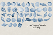 Shells of the sea, a Nature Photo by studiottander (Thumbnail 3 of 5)