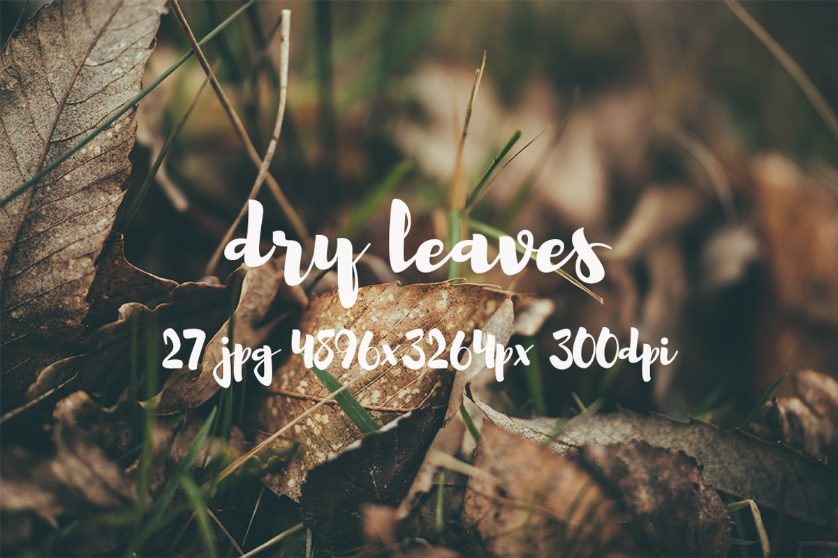 Dry leaves, a Templates & Theme by ApertureVintage (Photo 15 of 16)