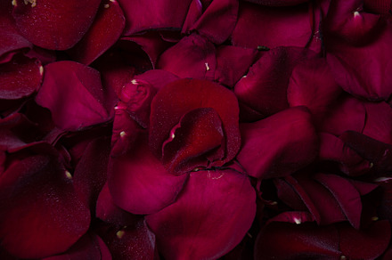 Red rose petals close up with dew dr featuring rose, red, and flower, a Holiday Photo by nafood