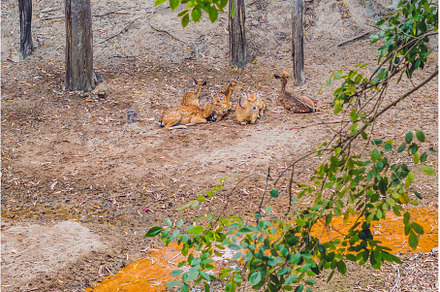 Deer in the summer in the forest, an Animal Photo by Elizaveta Galitskaya