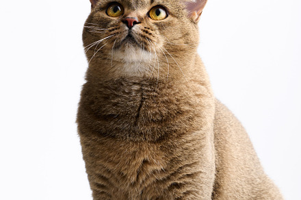 adult gray cat scottish straight sid on a white background and l, an Animal Photo by ndanko