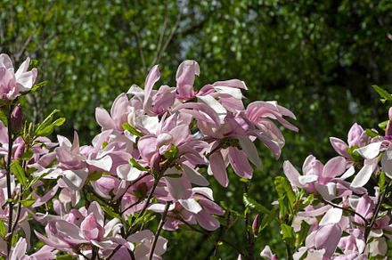 Blooming star magnolia.