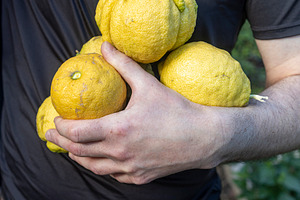 A man in a black t-shirt holds lemon, a Nature Photo by Imaginarium