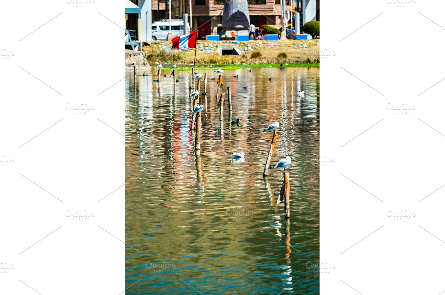 Andean gulls at Lake Titicaca in, an Animal Photo by Leonid Andronov
