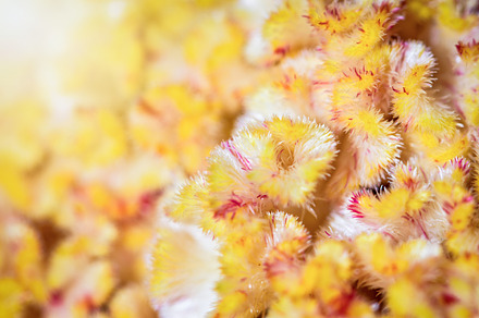 Macro yellow Cockscomb flower, a Nature Photo by yongkiet jitwattanatam