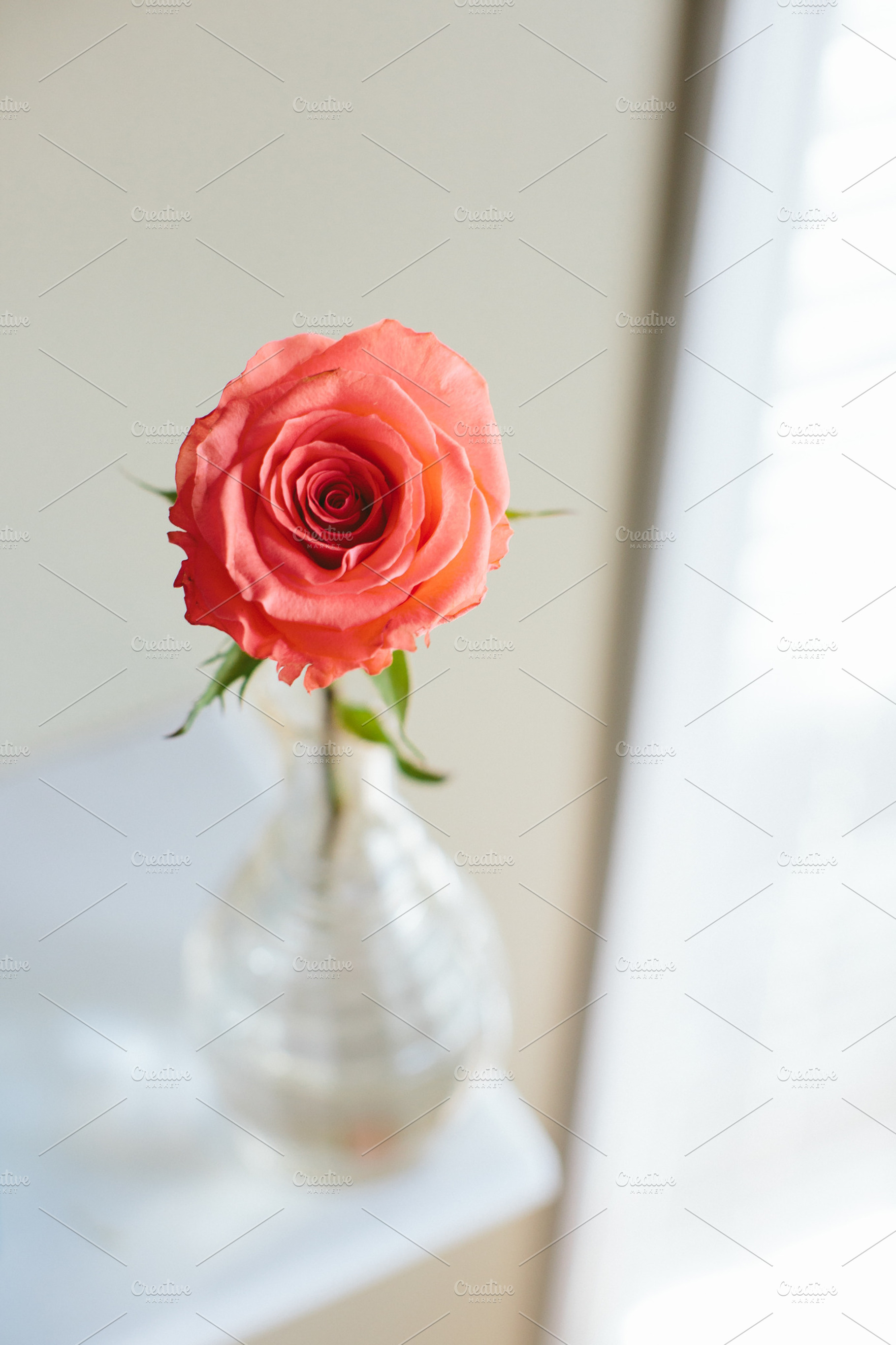 Rose 1 Stock Photo