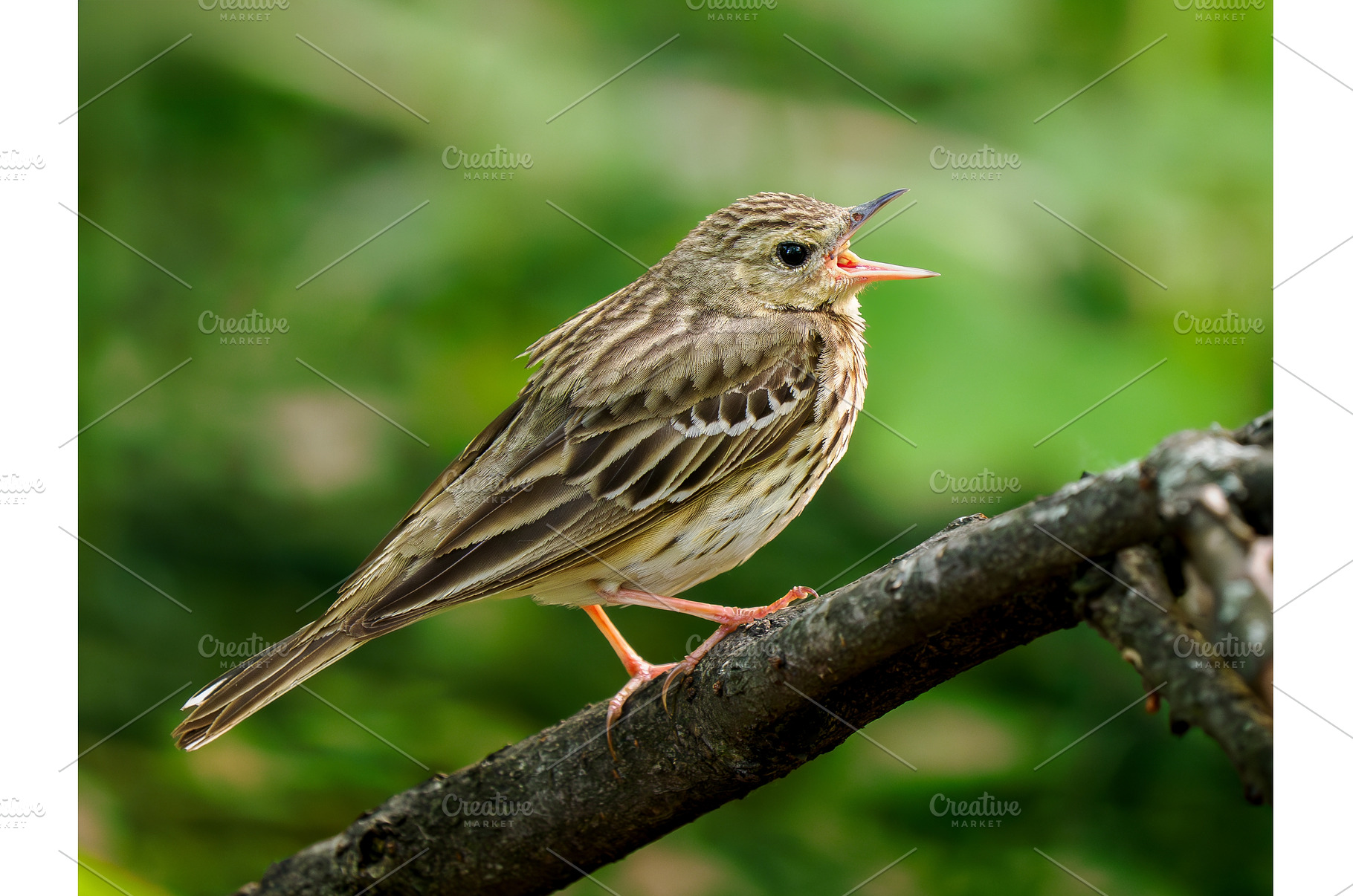 Tree pipit or Anthus trivialis song, an Animal Photo by Fascinadora