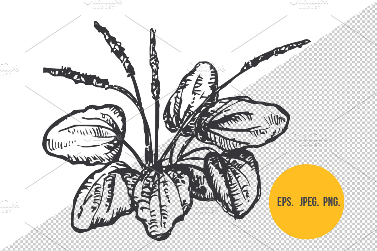 Herbal plants, a Food Illustration by CGterminal (Photo 2 of 2)