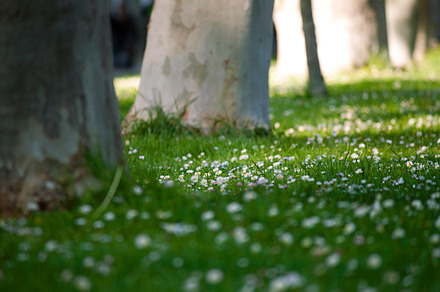 Nature photography containing nature, photography, and tree preview 6