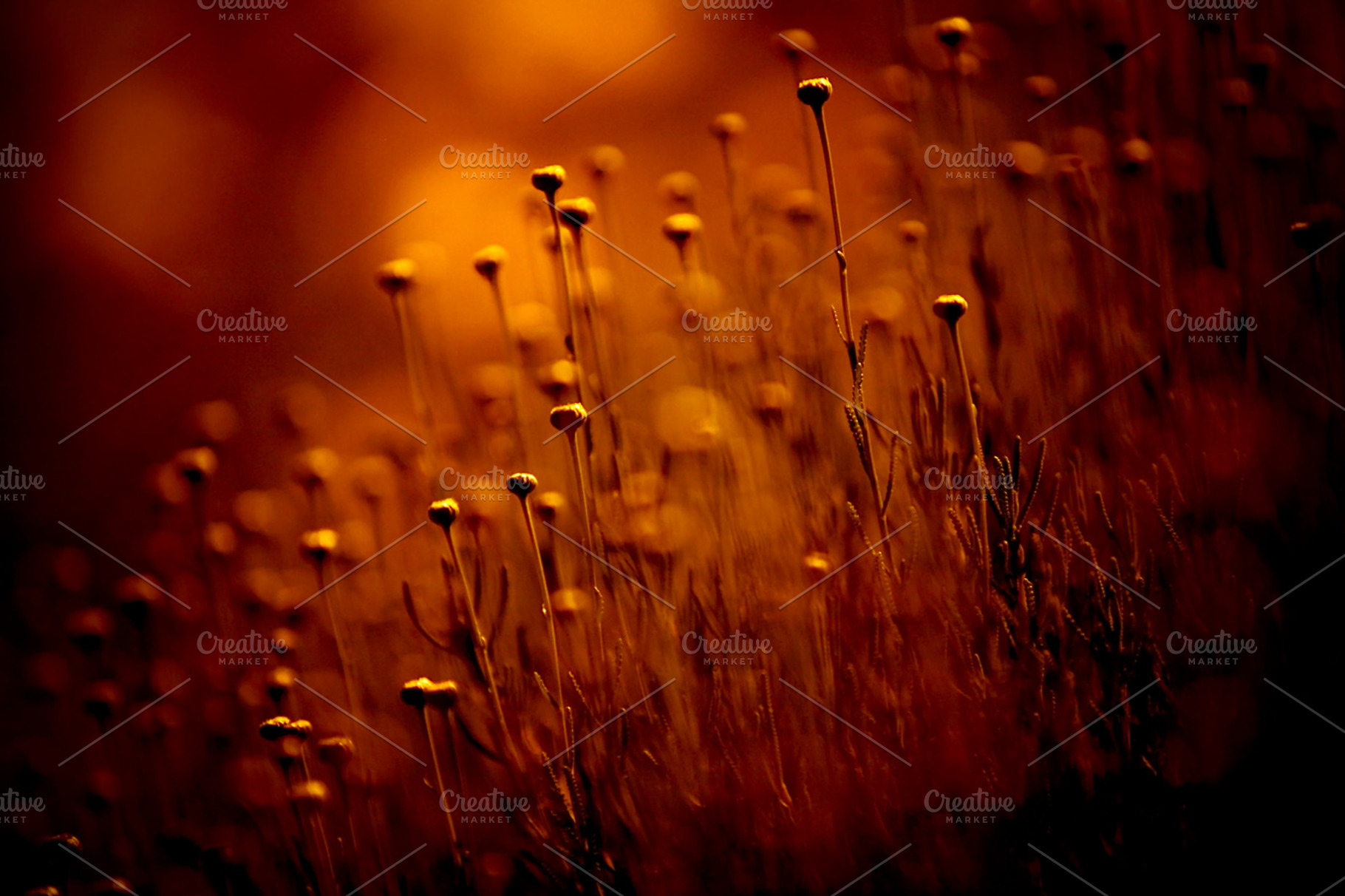 Bouquet Bokeh