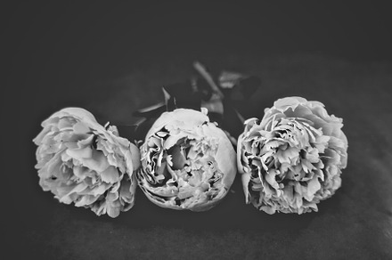 Black and White Peonies, a Nature Photo by Jessica Torres