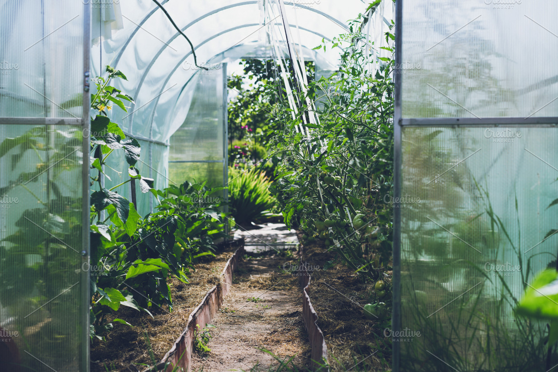 Growing a tomato in a greenhouse stock photo containing agricultural and, a Food & Drink Photo by EVA.studio