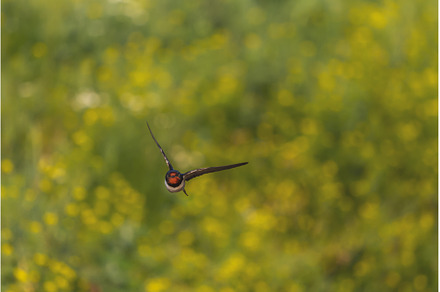 swallow spreading its wings flies, an Animal Photo by Pakosta
