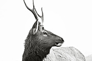 BLACK&WHITE PS ACTIONKIT #1, an Action Add-On by LeCreadot (Thumbnail 3 of 4)