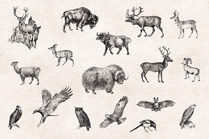 Wild Animals Engravings