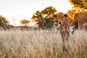 Cow Calf Grazing, an Animal Photo by THP Creative