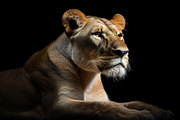 Savannah Animals Pack 200+ Images, an Animal Photo by Virgo Studio (Thumbnail 6 of 7)
