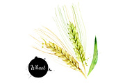 Watercolor Superfood Vector Set, a Food Illustration by Elena Pimonova (Thumbnail 5 of 5)