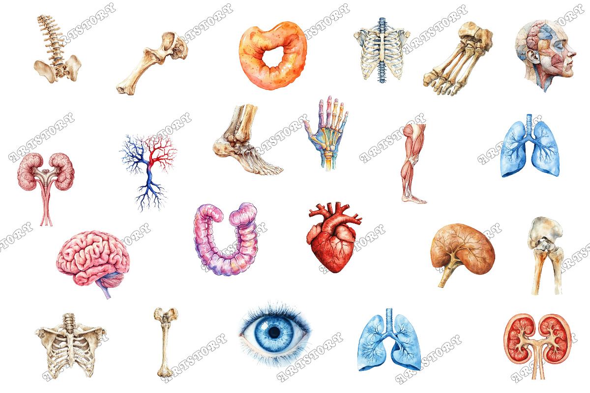 Antique Anatomy Overlays Set 2, an Illustration by designcity5 (Photo 2 of 3)