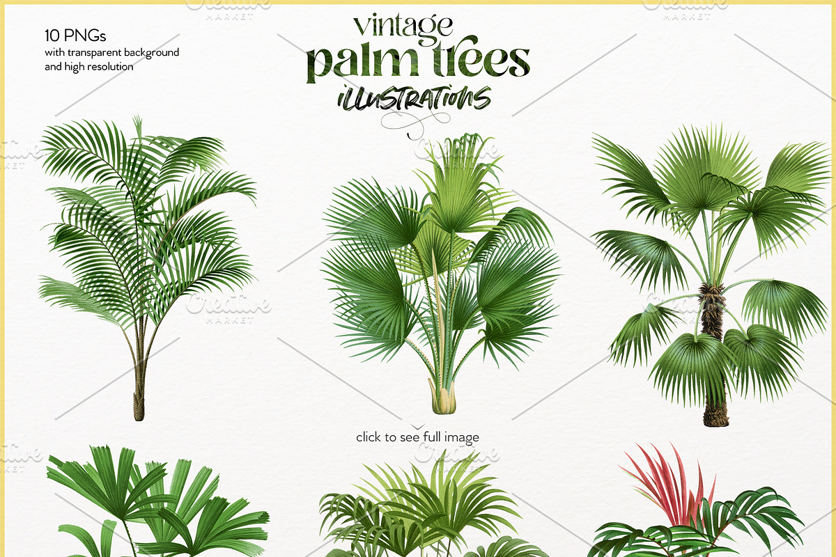 Vintage palm tree illustrations, a Decorative Illustration by Natalka Dmitrova art (Photo 7 of 8)