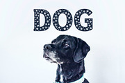 Dog Paw - Pet Font, a Font by vladocar (Thumbnail 2 of 7)