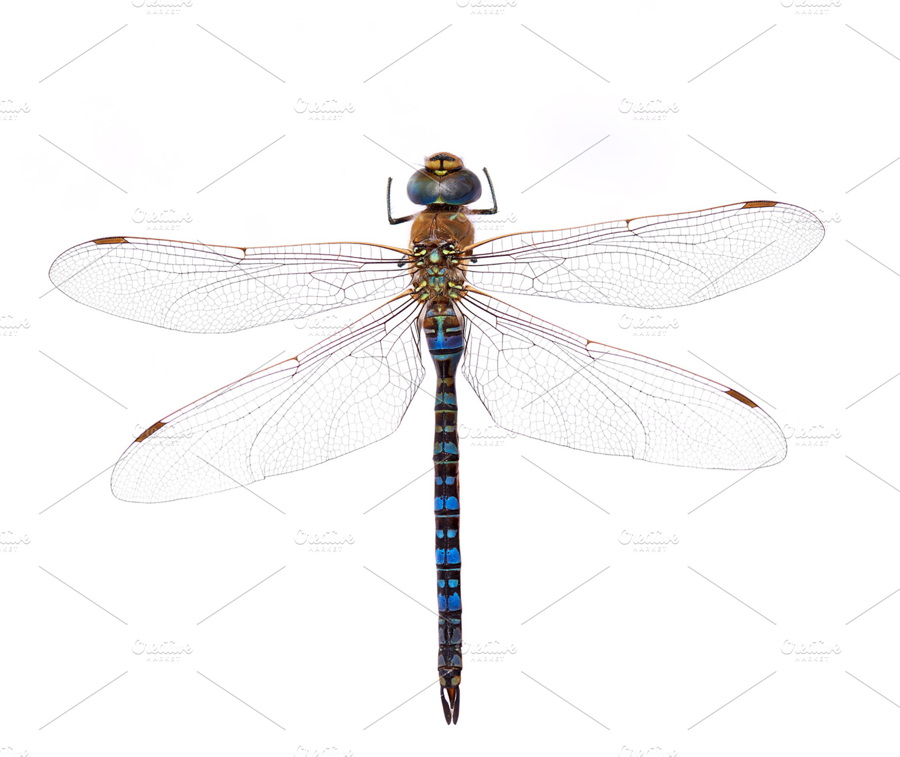 Blue dragonfly featuring aeshnidae, anax, and animals, a Nature Photo by LaserPrint