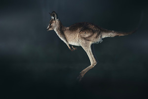 Young Eastern Grey Kangaroo Jumping, an Animal Photo by Rob D Animal Photography