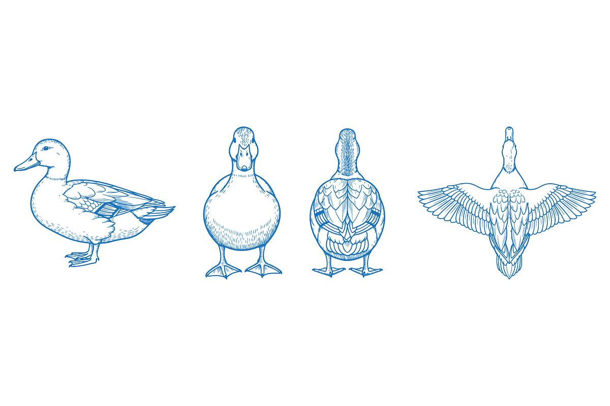 Hand Drawn Duck Vector Illustration, an Animal Illustration by MkStudio
