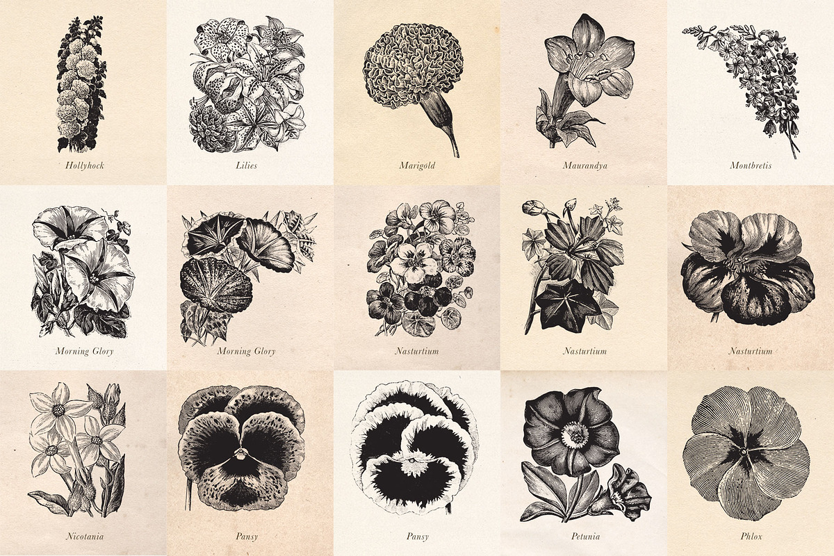Vintage Fruit Vegetables & Flowers, an Object Graphic by Eclectic Anthology (Photo 9 of 11)