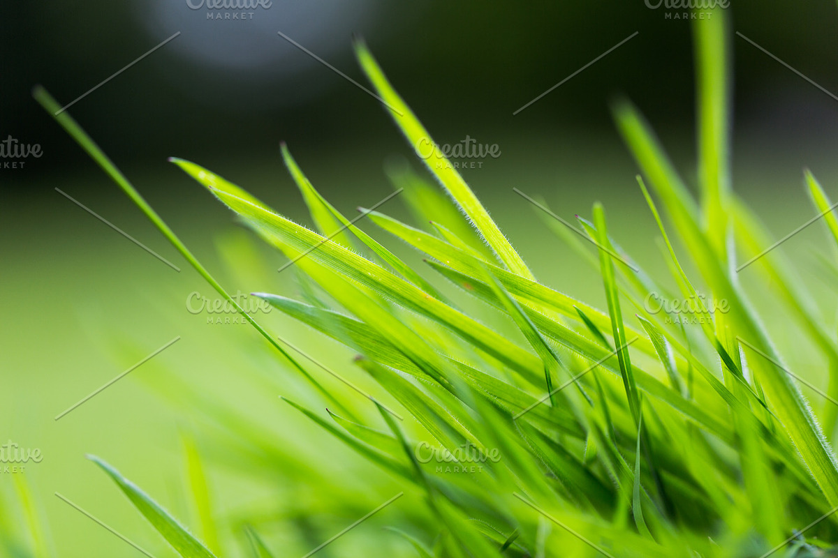 Feeling Green, a Templates & Theme by Feelings (Photo 4 of 5)