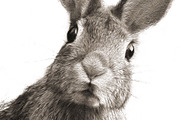 Peter Rabbit II, an Animal Illustration by Digital Art Downloads (Thumbnail 2 of 3)