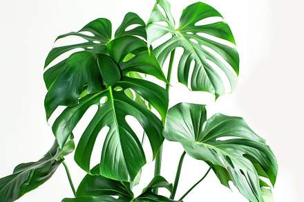 Monstera leaves isolated on white background, a Nature Photo by AlyaAnd