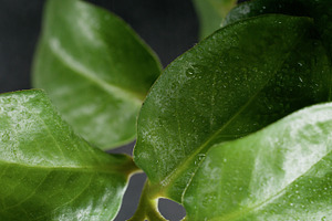 Green leaf water texture nature plant rain drop, a Background Photo by Photo Drive Studio