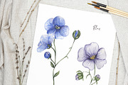 Watercolor Field Flowers Collection, a Decorative Illustration by MayaNavits (Thumbnail 13 of 16)