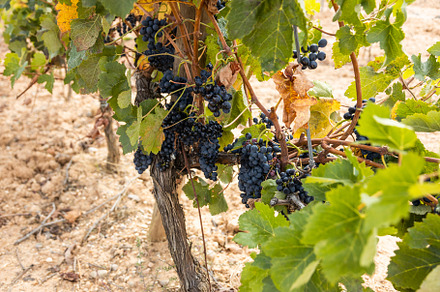 Vineyard at harvest time featuring grape, grapevine, and tasting