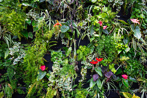 Lush vertical garden featuring diverse plants, red anthurium flo, a Nature Photo by GoodGoods