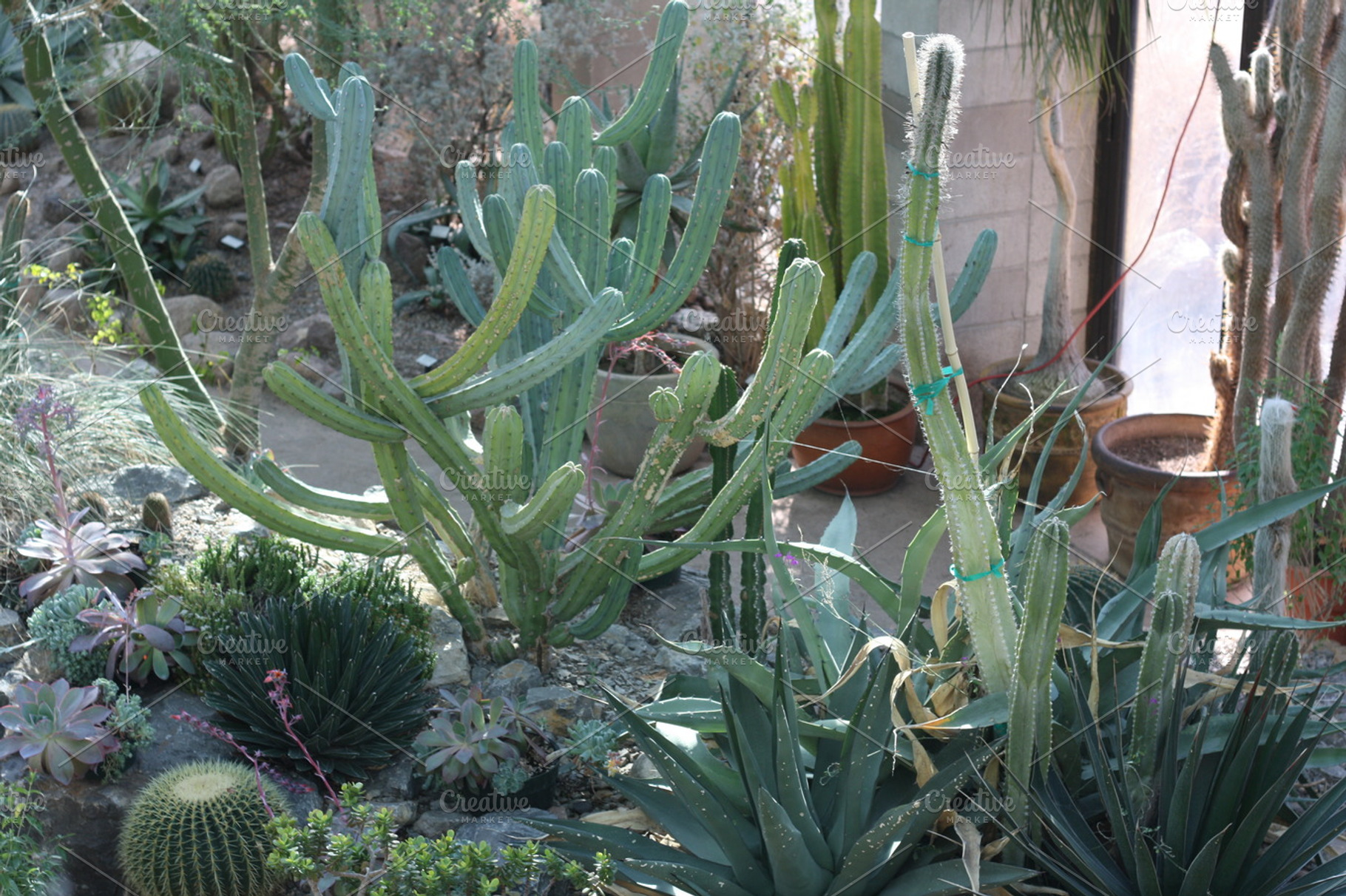 Cacti stock photograph, a Nature Photo by lizzyad