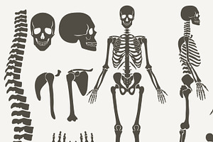 Human Bones Skeleton Silhouette Set