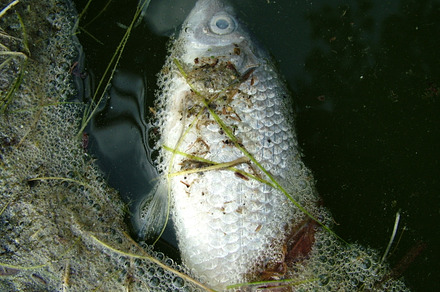 Dead Fish Stock Photo Containing Dead And Fish preview 3