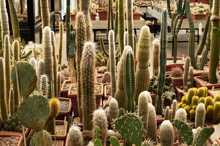 Succulents in pots in row farm, bota, a Nature Photo by deniras photo
