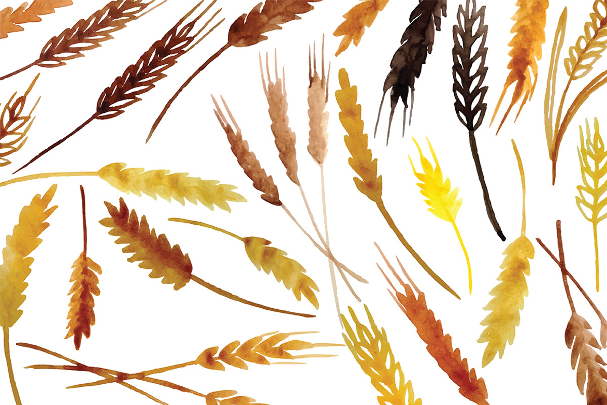 Spikelets, vector, an Illustration by risovanya (Photo 2 of 2)