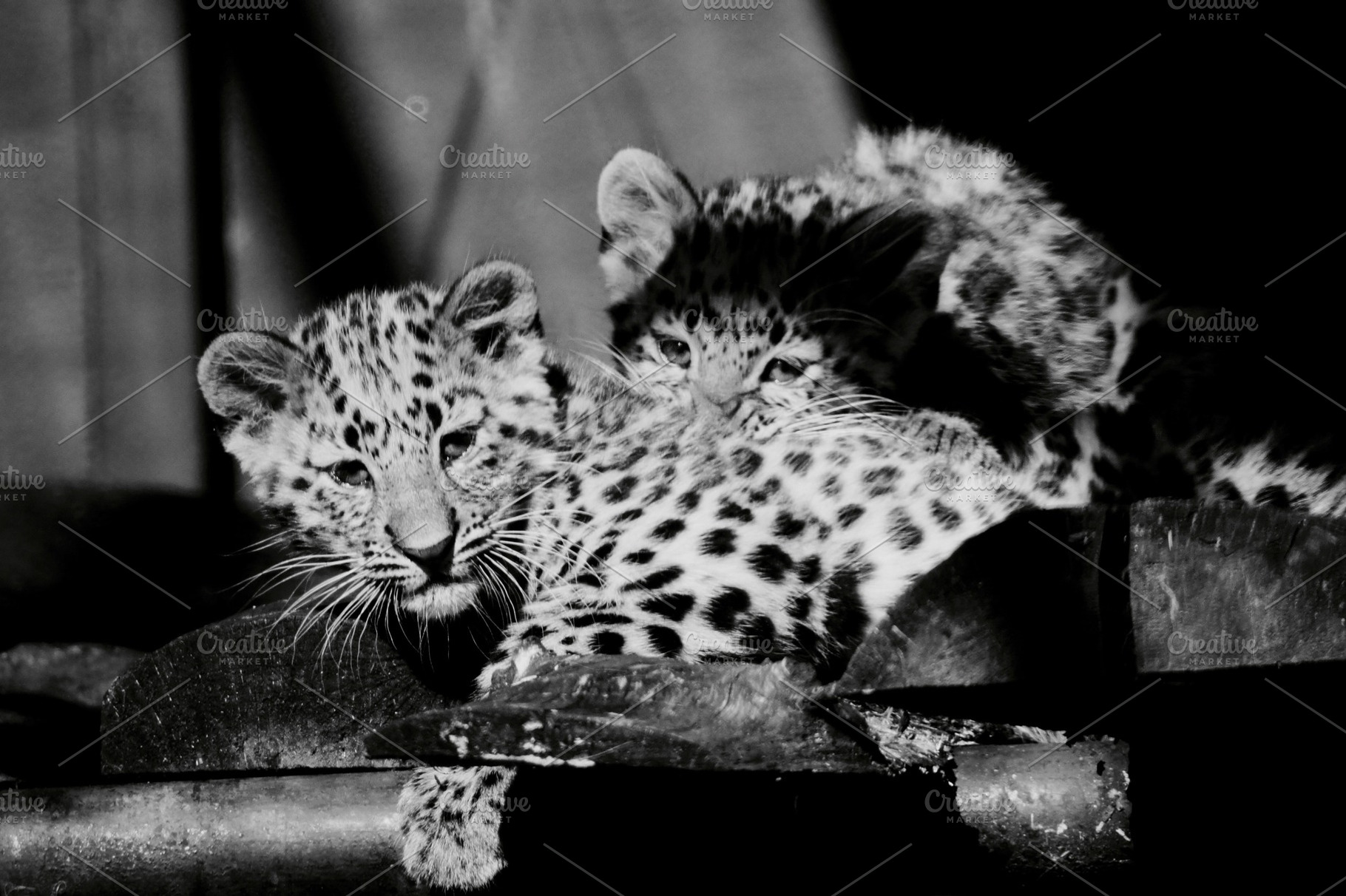 Leopard cubs featuring leopard, cubs, and spots, an Animal Photo by alexedwards