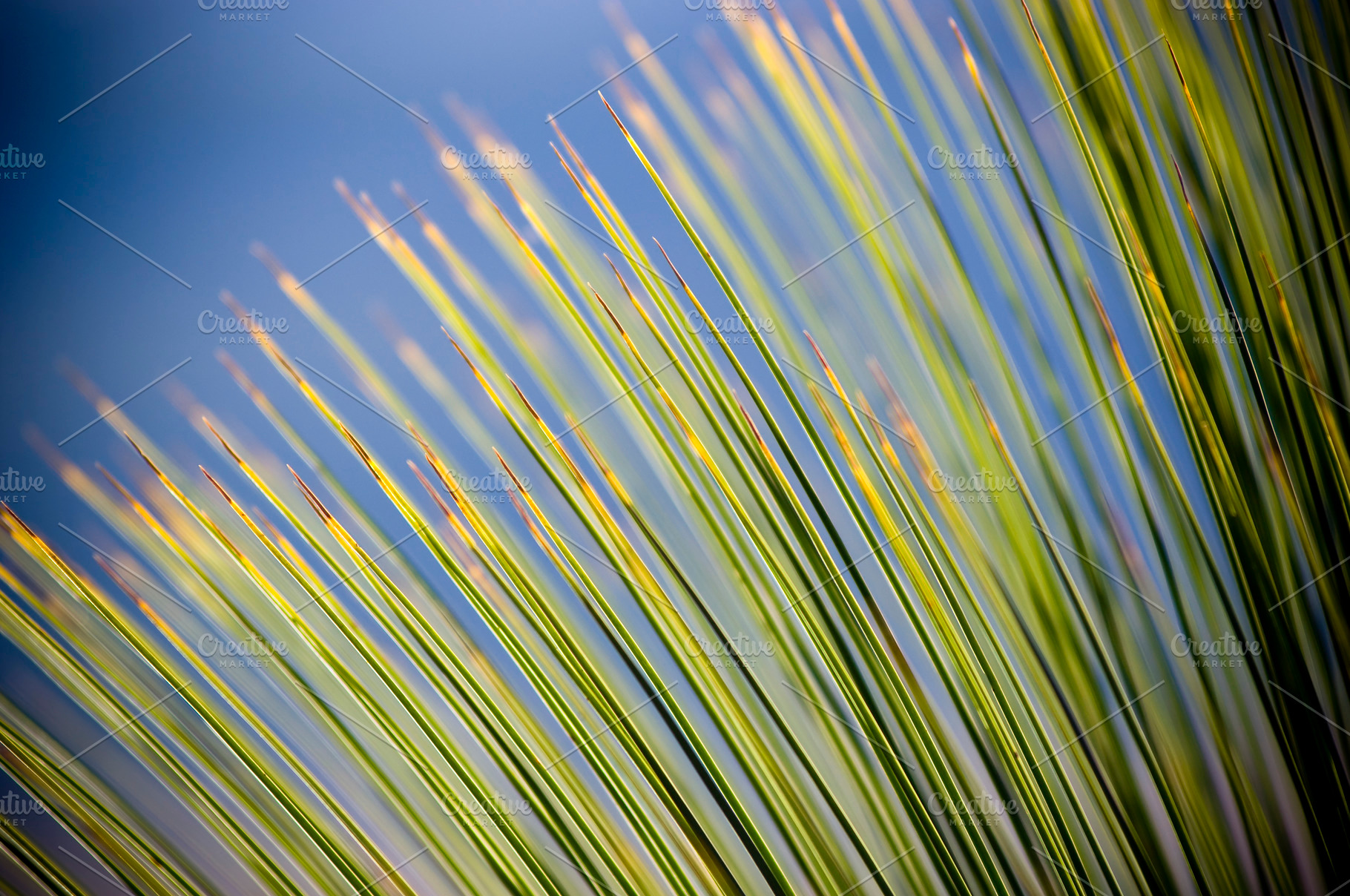 Grass Tree Details, an Abstract Photo by THP Creative