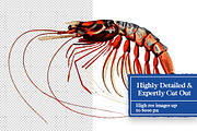 Vintage Sea Creatures Collage Pack, an Object Graphic by Collage Supply Co (Thumbnail 3 of 3)