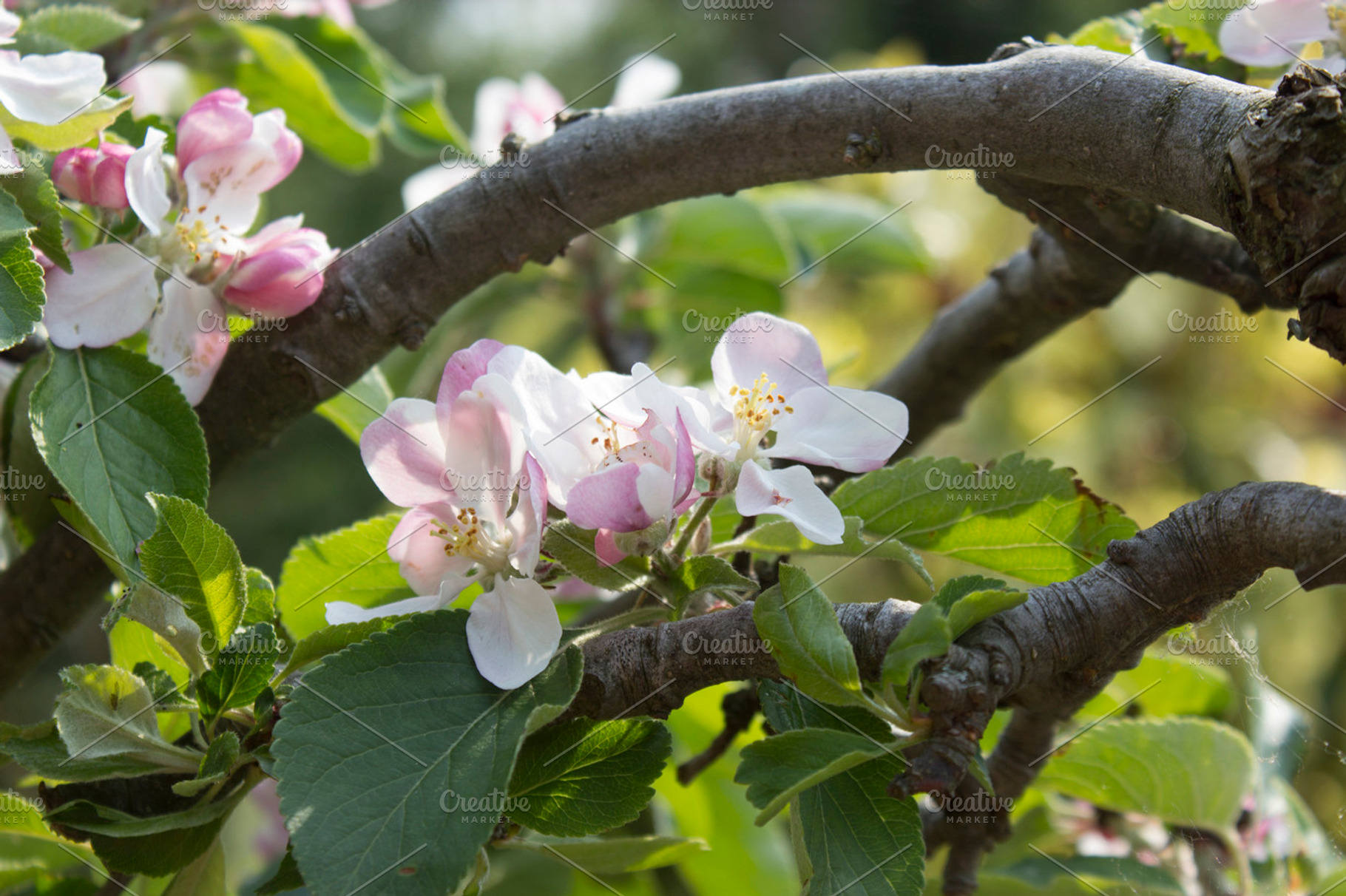 Apple blossom ii featuring depth of field, apple blossom, and green
