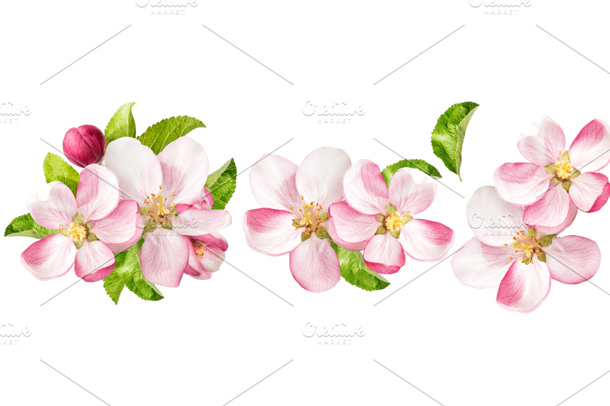 Apple tree blossoms JPG, an Object Graphic by LiliGraphie