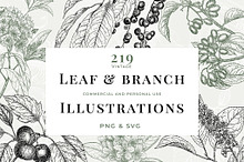 Vintage Leaf & Branch Illustrations by  in Illustrations