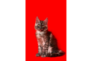 Fluffy gray Maine Coon kitten with, an Animal Photo by Alexander-Piragis
